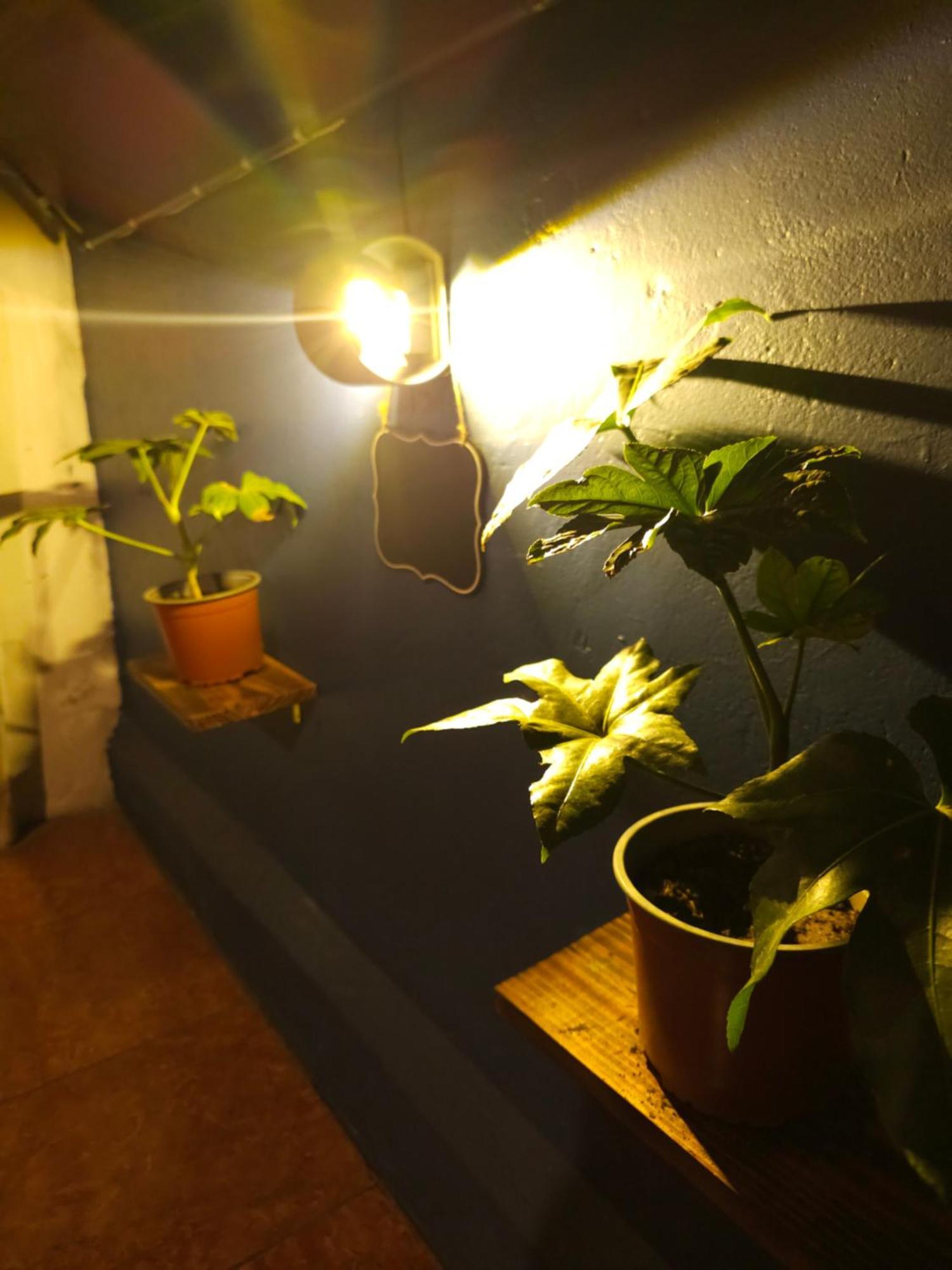 La Araucaria Cabana Con Tinaja 산 펠리페 외부 사진